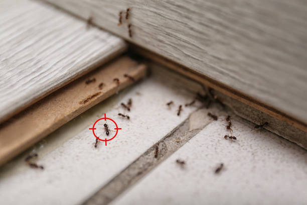 Best Affordable Pest Control Services  in Oak Park Heights, MN